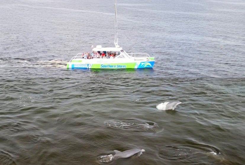 Southern Shores Private Charter Cruise Boat Dolphin Sighting